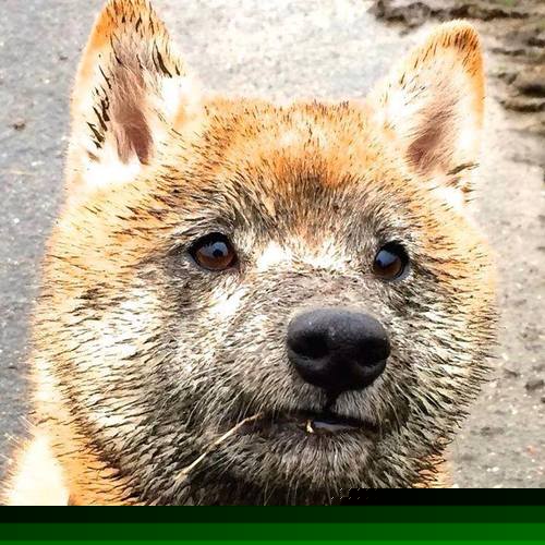 爱游戏官网-无懈可击的统治与无声的挣扎—红牛完胜哈斯背后，佩雷兹如何刷新个人里程碑