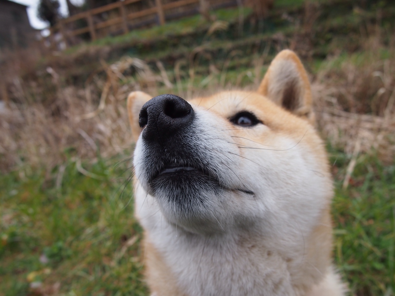 爱游戏入口-新王当立，皮亚斯特里率迈凯伦技术碾压，终结梅赛德斯银色王朝