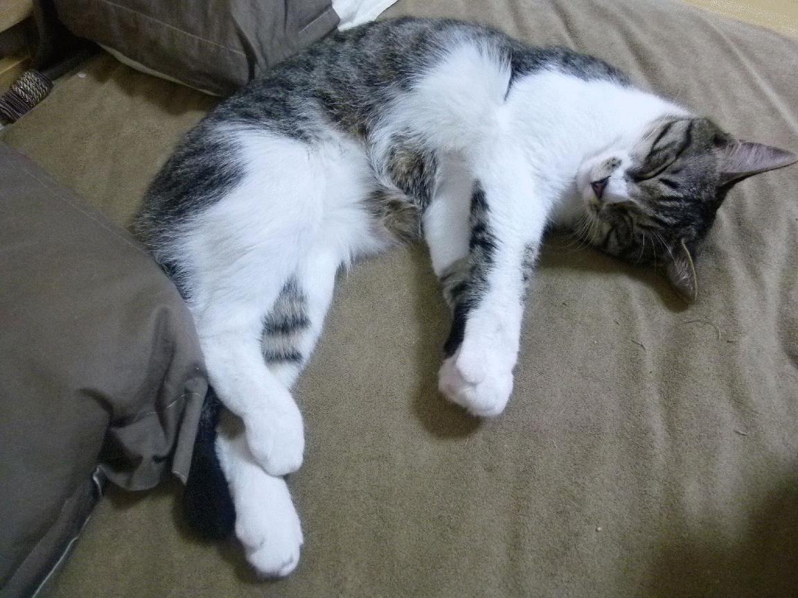 烈焰与冰的协奏曲，塞恩斯点燃赛场，雷诺以艺术之名完胜索伯