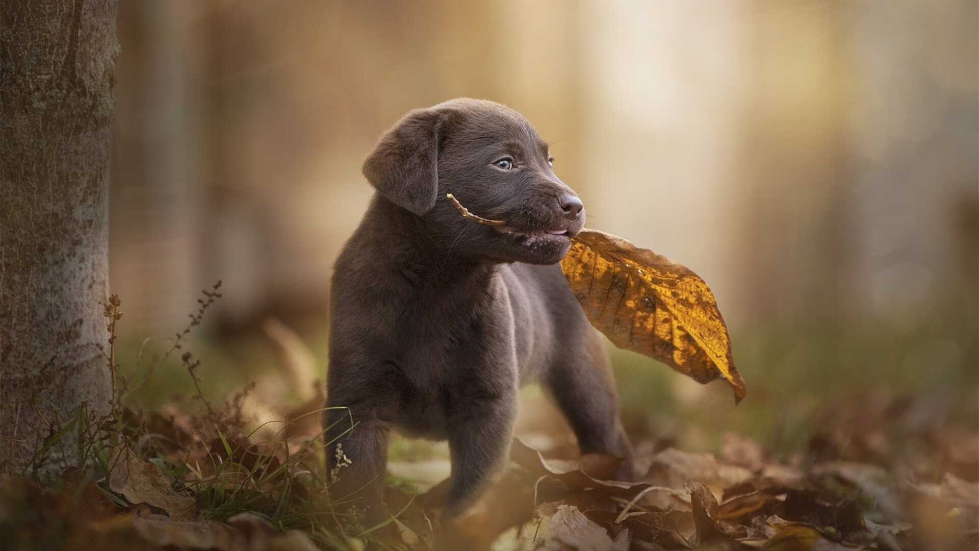 非洲之星撕裂天幕，加纳窒息式连续得分，东决关键战历史性压制美国