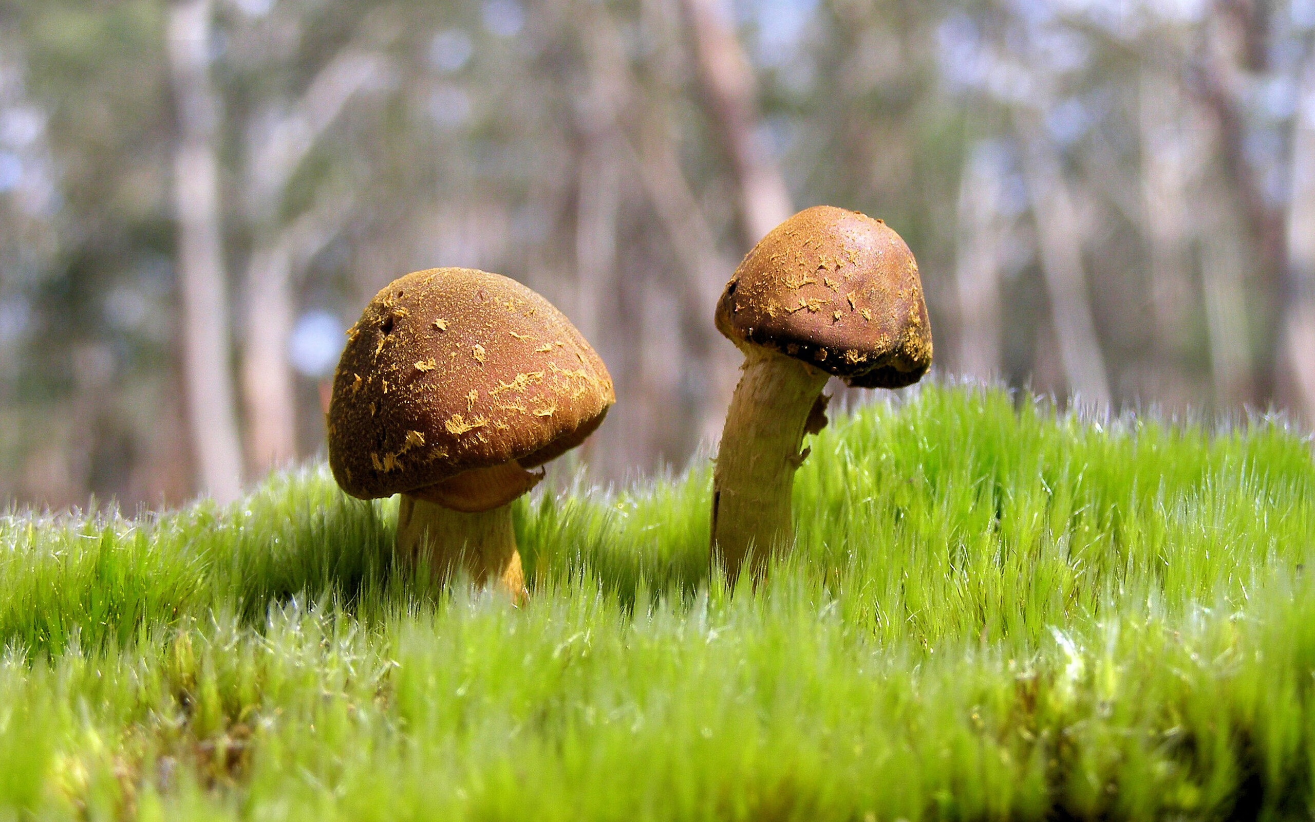 爱游戏-硬汉与巨浪，字母哥的独行战争