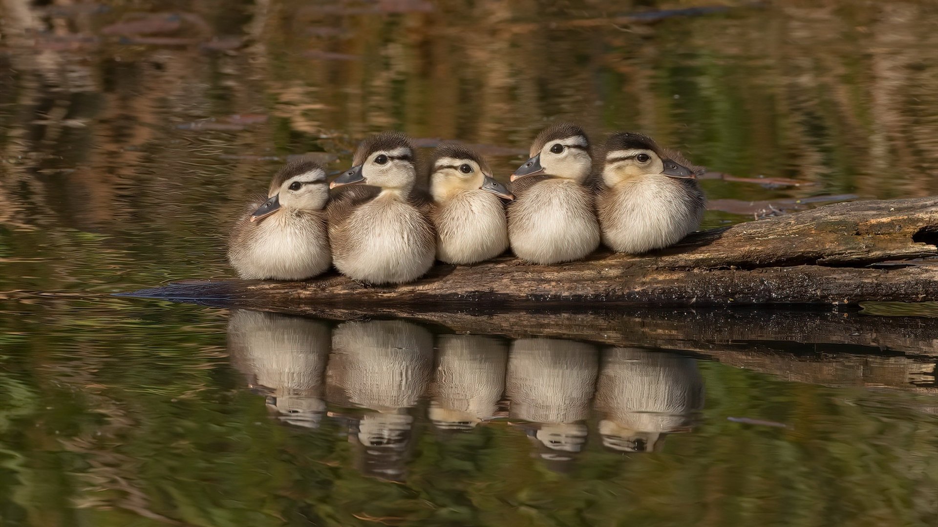 风城之怒，公牛铁蹄踏碎京狮野望，破晓之战捍卫联盟旧秩序