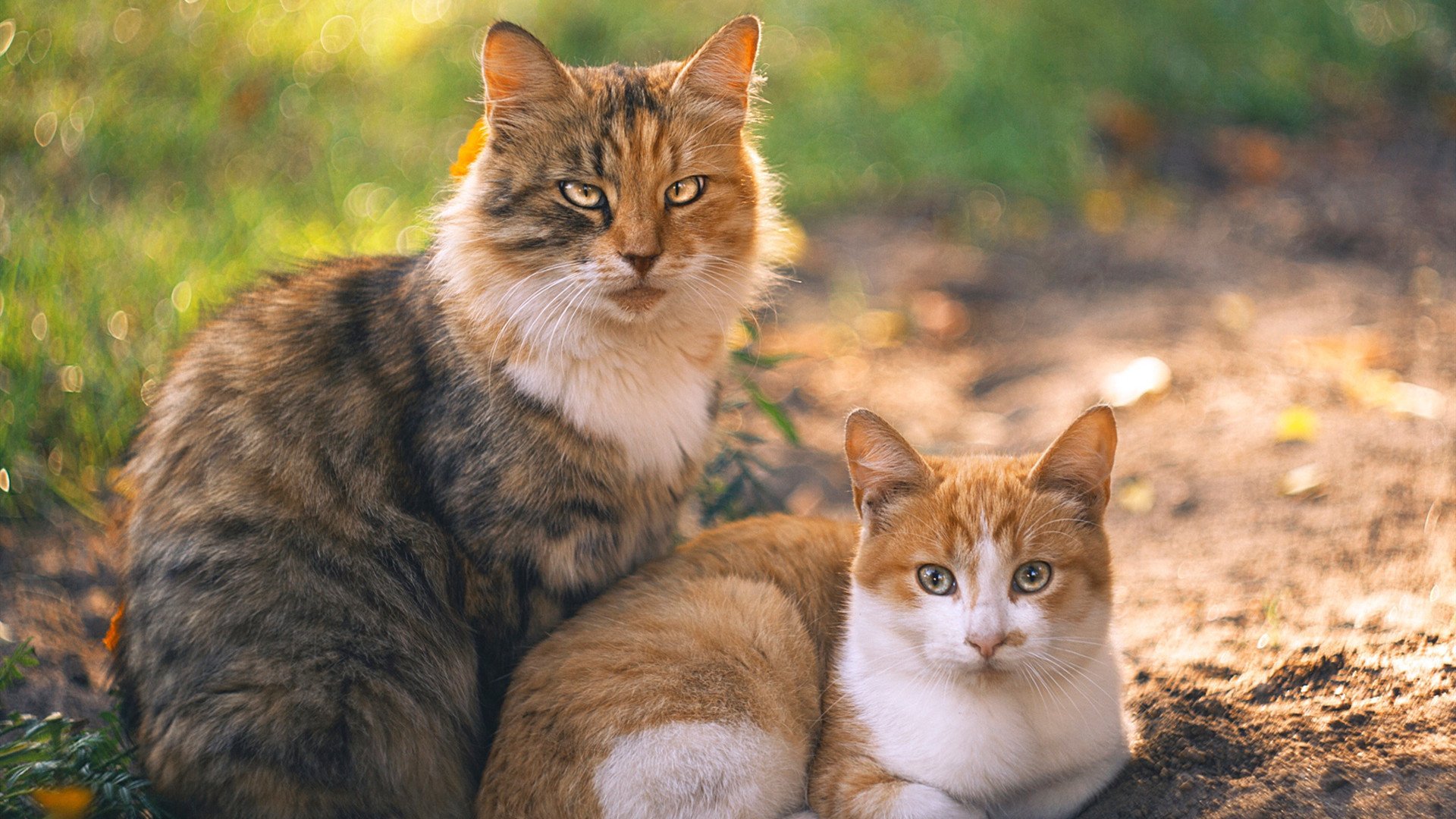 意甲焦点战的战术回声,土耳其如何以粉碎之势颠覆比利时足球