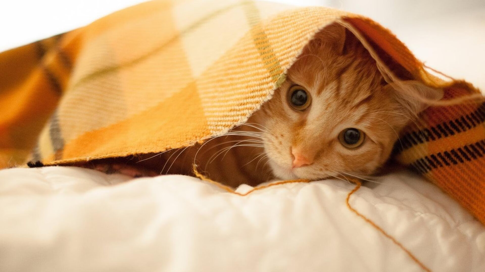 爱游戏体育-霍勒迪关键先生闪耀，马刺末节发力粉碎灰熊