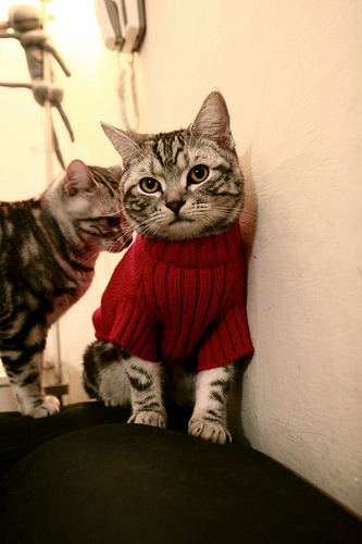 末节之王,东契奇19分封神战改写奥运资格格局