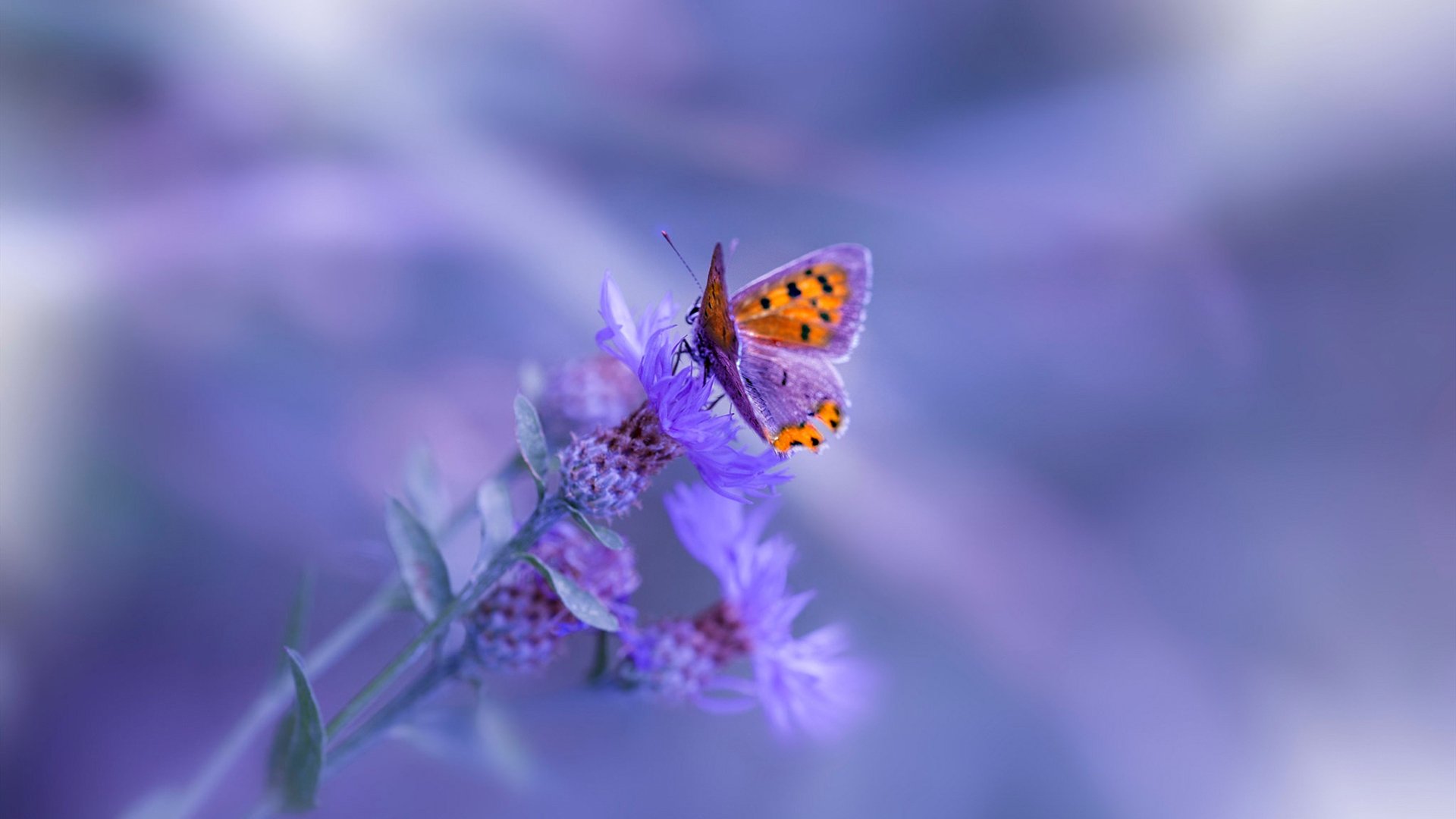 昨夜双城记,药厂绝杀登顶与猛龙加时逆袭,逆转史诗照亮体育永恒之光