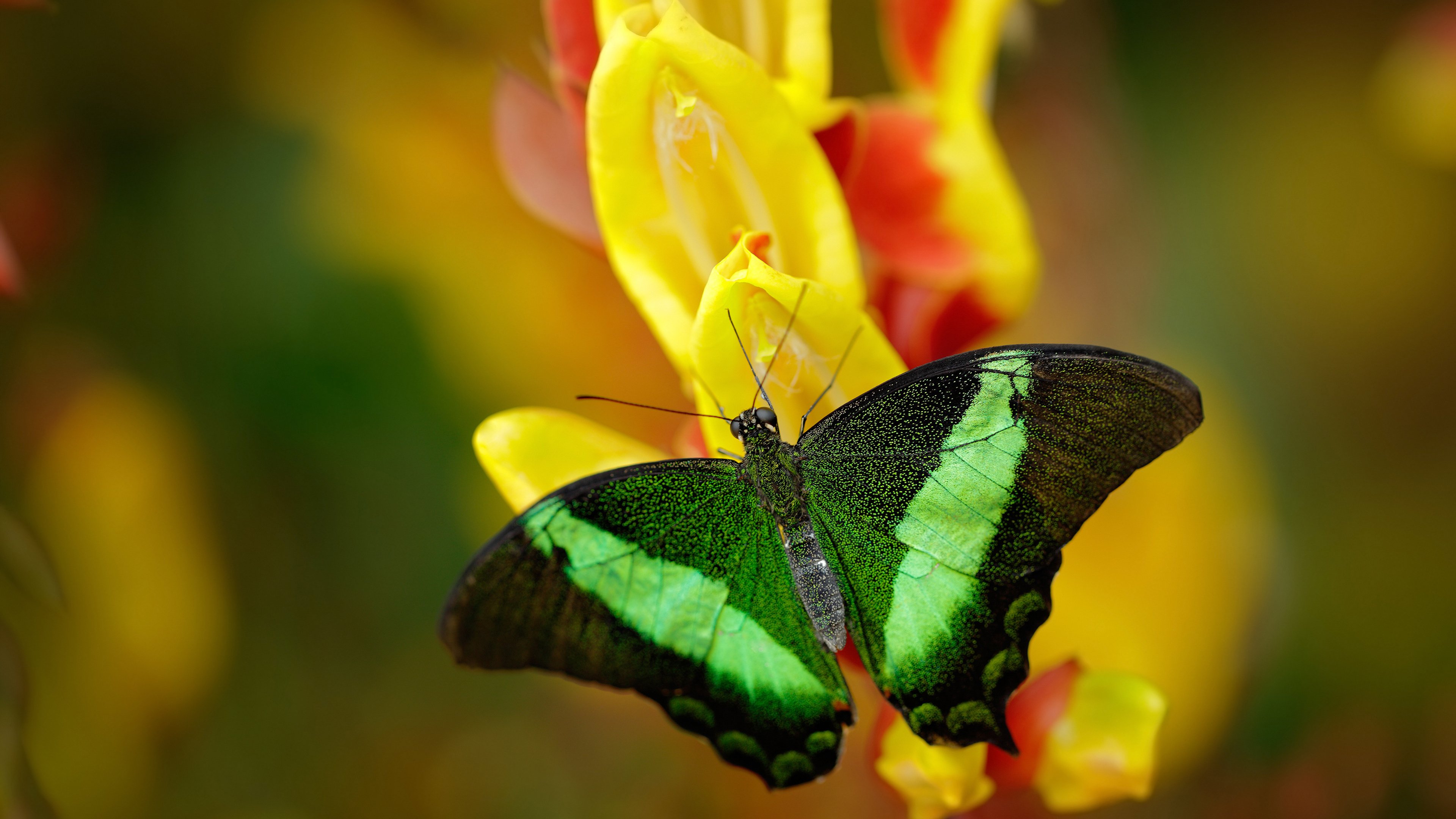 防守锁死与攻势冲垮，维尼修斯与佛罗伦萨的胜利之道