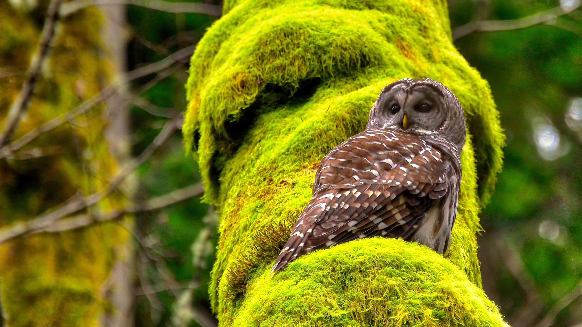 当查干湖遇见明尼苏达,一场乌龙茶香漫过的年度焦点之战