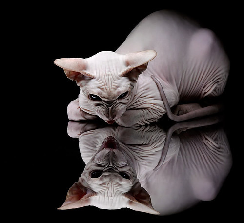 莫兰特关键先生风采尽显，丹佛掘金友谊赛轻取北京首钢队