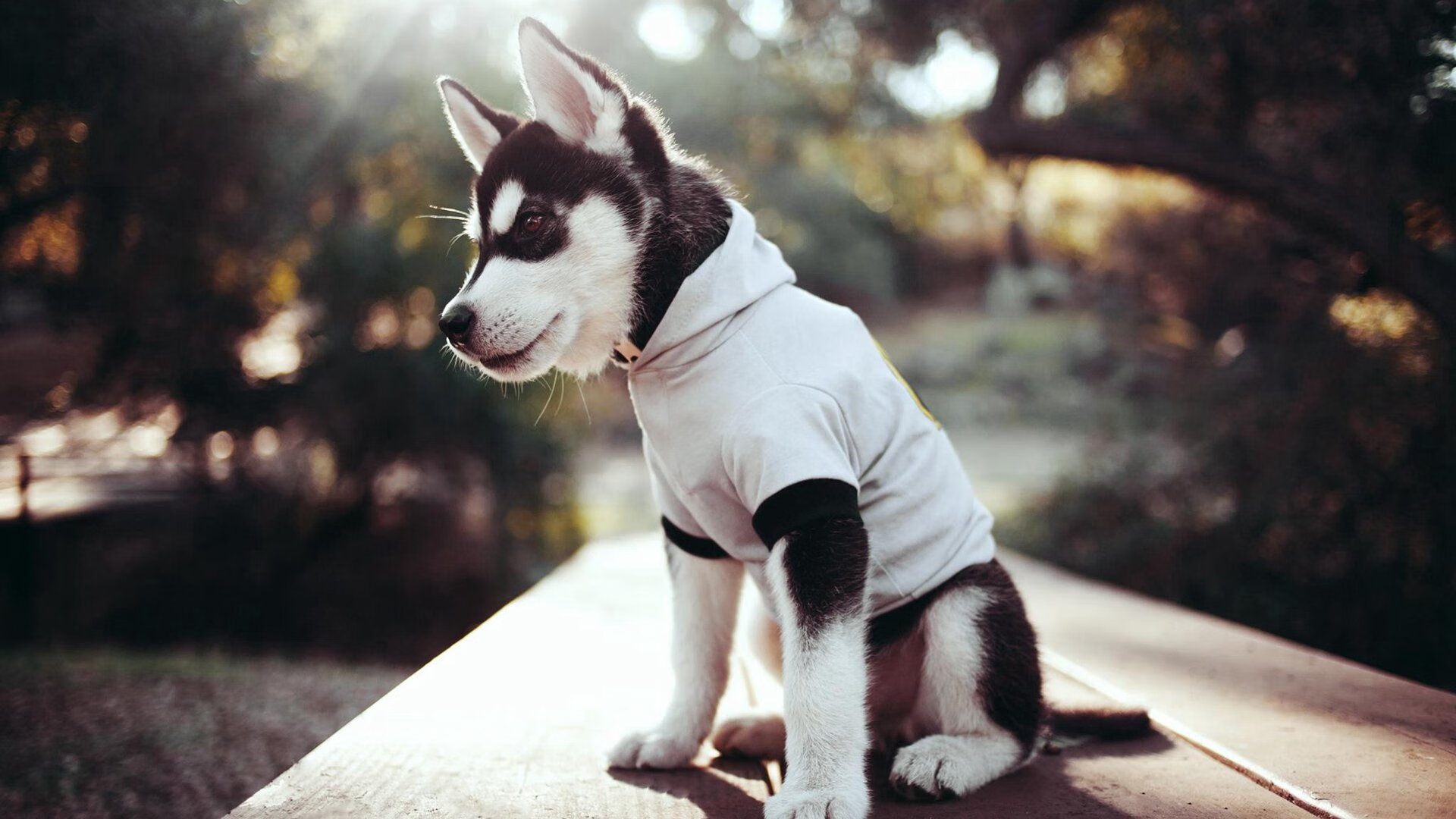 当一个篮球灵魂闯入足球圣殿，2026世界杯之夜，库里如何点亮了另一个世界的星空