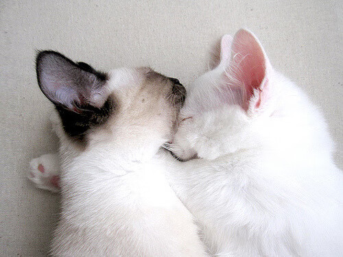 狼王撕碎鹈鹕,乔治闪耀德比,跨越领域的竞技交响曲