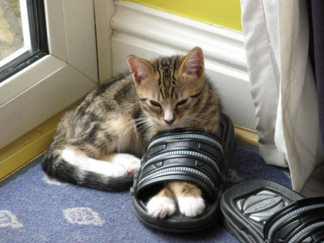 绝境孤星,他一人撕裂高原的夜幕—阿尔瓦雷斯扛着哥斯达黎加绝杀苏格兰