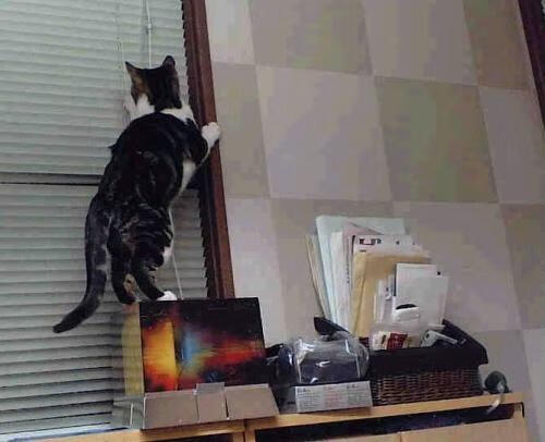 东决烽火照进北境，挪威的关键战如何将足球热浪推向尼斯海岸