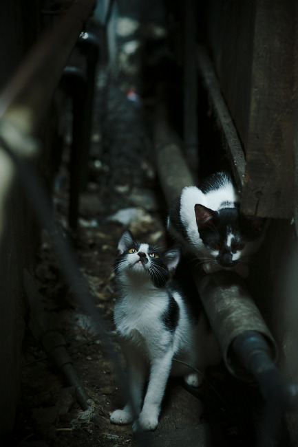 防守悍将的致命一击,戈贝尔关键时刻罚球定乾坤