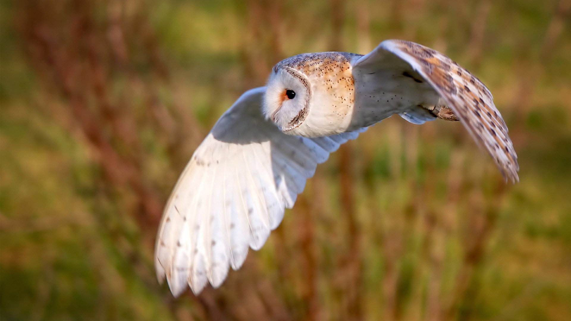 爱游戏娱乐-黑暗中的一声惊雷，勒沃库森之夜，被压垮的脊梁如何顶起山岳
