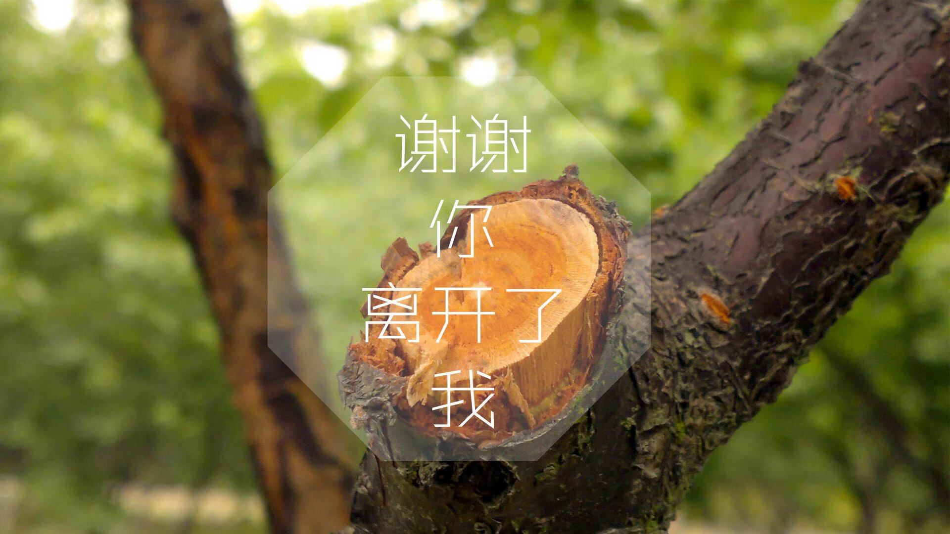 贝林厄姆一剑封喉，波兰防守反击险胜伊朗—2026世界杯B组生死战纪实